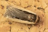 Radfords Flame Shoulder Moth - Ochropleura leucogaster 04-10-23.jpg