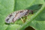 Lacewing - Micromus variegatus 14-10-23.jpg
