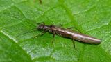 Stonefly - Late Needle Fly - Leuctra fusca 15-10-23.jpg
