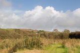 Week 45 - South Milton Reedbed.jpg