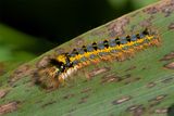 Caterpillar - Drinker Moth - Euthrix potatoria.jpg
