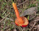 Scarlet Waxcap - Hygrocybe coccinea 15-11-23 underside.jpg