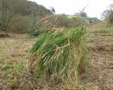 North Sands unknown grass tussocks 17-11-23.jpg