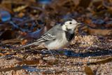 Week 50 - Pied Wagtail - Thurlestone Sands.jpg