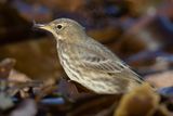 Week 50 - Rock Pipit with fly - Thurlestone Sands.jpg