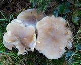 Clouded Agaric - Clitocybe nebularis - South Efford Marsh 13-12-23.jpg