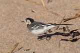 Pied Wagtail 19-01-24.jpg