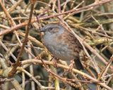 Week 09 - Dunnock.jpg