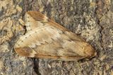 Week 11 - March Moth - Alsophila aescularia.jpg