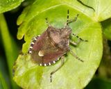 Hairy Shieldbug - Dolycoris baccarum 12-04-24.jpg