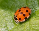 10 spot Ladybird - Adalia 10 punctata 18-04-23.jpg
