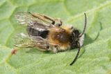 Andrena nitida - Grey-patched Mining Bee m 18-04-24 top.jpg