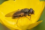 Cheilosia albitarsis/ranunculi f 21-04-24.jpg