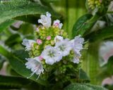 Echium 10 ft tall in my garden - flowers 01-05-24.jpg
