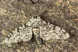 Peppered Moth - Biston betularia 04-05-24 #6346 copy.jpg