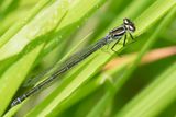 Azure Damselfly - Coenagrion puella f 07-05-24.jpg