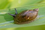 Amber Snail 07-05-24.jpg