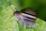 Snail 07-05-24.jpg