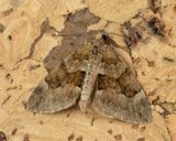 Grey Pine Carpet - Thera obeliscata 14-05-24.jpg