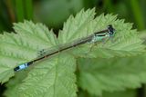 Blue-tailed Damselfly - Ischnura elegans 16-05-24.jpg