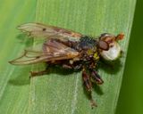 Myopa testacea 17-05-24.jpg