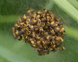 Araneus diadematus spiderlings 17-05-24.jpg