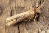 Flame - Axylia putris 20-05-24.jpg
