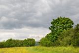 Week 19 - Cloudy day at Woodleigh Wood.jpg