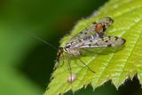 Scorpion Fly - Panorpa germanica m 24-05-24.jpg