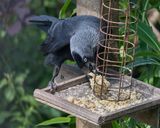 Week 21 - The Greedy Jackdaw.jpg