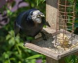 Week 21 - The Rook.jpg