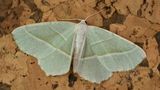 Light Emerald - Campaea margaritata 12-06-24.jpg