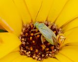 Potato Capsid - Closterotomus norwegicus 11-07-24.jpg