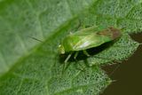Common Green Capsid - Lygocoris pabulinus 12-07-24.jpg
