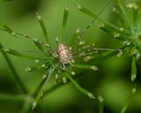 Harvestman - Dicranopalpus sp 12-07-24.jpg