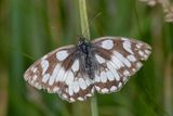 Marbled White - Melanargia galathea 12-07-24.jpg