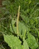 Greater Plantain - Plantago major - Watkins Wood 12-07-24.jpg