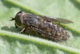 Band-eyed Brown Horsefly - Tabanus bromius 23-07-24.jpg