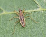 Damsel Bug 23-07-24.jpg