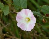 Field Bindweed - Convolvulus arvensis 26-07-24.jpg