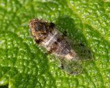 Lacehopper - Cixius nervosus 31-07-24.jpg