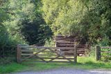 Week 31 - Aveton Wood #2.jpg