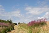 Week 33 - Woodleigh Wood.jpg