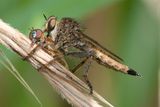 Brown Heath Robberfly - Machimus cingulatus f 16-08-24.jpg