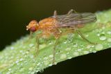 Dung Fly - Norellisoma spinimanum 27-08-24.jpg