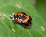 Harlequin Ladybird - Harmonia axyridis pupa 21-09-24.jpg