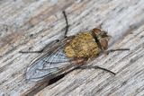 Pollenia rudis 21-09-24.jpg