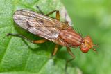 Tetanocera ferruginea 21-09-24 head.jpg