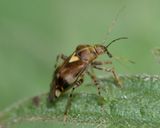 Liocoris tripustulatus 12-10-24 #3.jpg