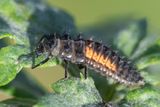 Harlequin Ladybird - Harmonia axyridis larva 23-10-24.jpg